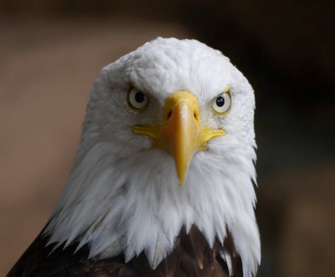 Christians Eagle Picture